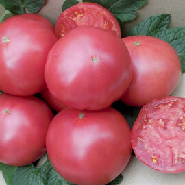 Насіння томату індетермінантного Сім-Сім (EZ 777) F1 Libra Seeds 100 шт, Фасовка: Проф упаковка 100 шт | Agriks