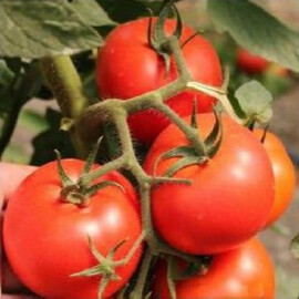 Насіння томату індетермінантного Соренто F1 Libra Seeds (Erste Zaden) 250 шт, Фасовка: Проф упаковка 250 шт | Agriks