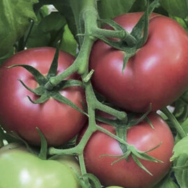 Насіння томату індетермінантного TL 18304 F1 Esasem 1 000 шт, Фасовка: Проф упаковка 1 000 шт | Agriks