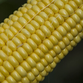 Семена кукурузы сладкой Джет F1 Snowy River от 1 000 шт, Фасовка: Проф упаковка 1 000 шт | Agriks