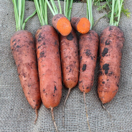 Семена моркови Нью Курода АС (калибр. 1,4-1,8) Asia Seed 500 г, Фасовка: Проф упаковка 500 г (1,8 - 2,0) | Agriks