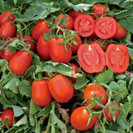 Насіння томату детермінантного Платон F1 Spark Seeds від 500 шт, Фасовка: Проф упаковка 500 шт | Agriks