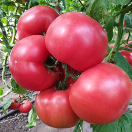Насіння томату індетермінантного Малдуо F1 Syngenta 500 шт | Agriks