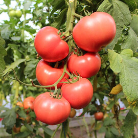 Насіння томату індетермінантного Перугіно F1 Enza Zaden 250 шт, Фасовка: Проф упаковка 500 шт | Agriks