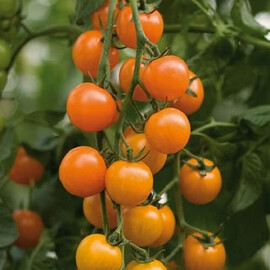 Насіння томату індетермінантного Торонжіна F1 Enza Zaden від 250 шт | Agriks