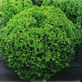 Насіння салату Драгон Hazera 1 000 шт драже, Фасовка: Проф упаковка 5 000 шт драже | Agriks