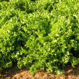 Насіння салату Мірна Vitalis від 1 000 шт | Agriks