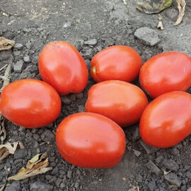Насіння томату детермінантного 2053 F1 Spark Seeds 5 000 шт | Agriks
