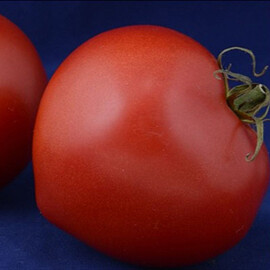 Насіння томату детермінантного Блосом F1 Еsasem від 1 000 шт | Agriks