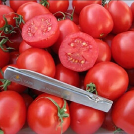 Насіння томату детермінантного Дредд F1 Spark Seeds 500 шт | Agriks