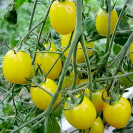 Насіння томату детермінантного Мінікін F1 Spark Seeds 500 шт | Agriks