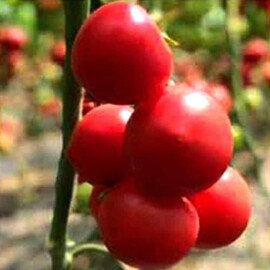Насіння томату індетермінантного 2676 F1 Hazera 100 шт | Agriks