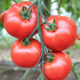 Насіння томату індетермінантного Беллфорт F1 Vitalis 250 шт | Agriks