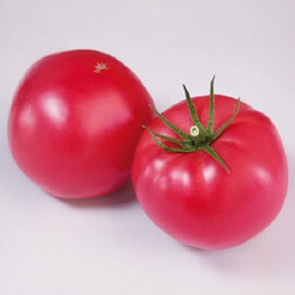 Насіння томату індетермінантного Дімероза F1 Vitalis від 250 шт | Agriks
