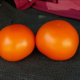 Насіння томату індетермінантного Єллоу Пешен F1 Spark Seeds від 250 шт, Фасовка: Проф упаковка 250 шт | Agriks