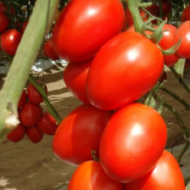 Насіння томату індетермінантного Гранадеро F1 Vitalis 250 шт | Agriks