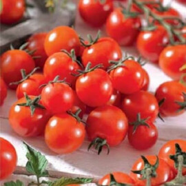 Насіння томату індетермінантного Іділ Moravoseed 10 гр, Фасовка: Проф упаковка 10 г | Agriks