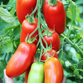 Насіння томату індетермінантного Позано F1 Vitalis від 250 шт | Agriks