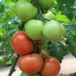 Насіння томату індетермінантного Раллі F1 Vitalis 250 шт | Agriks