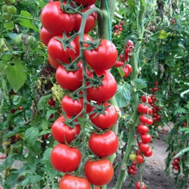 Насіння томату індетермінантного Сакура F1 Vitalis від 250 шт | Agriks