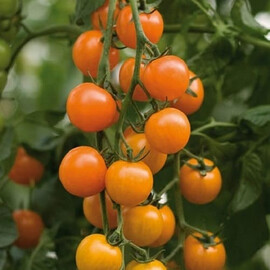 Насіння томату індетермінантного Торонжіна F1 Vitalis від 250 шт | Agriks