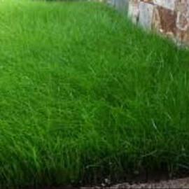 Газонна трава Greenfield c дикими квітами 10 кг | Agriks