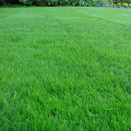 Газонная трава Тенневой газон /Park DLF Trifolium (Дания) от 1 кг, Фасовка: Проф упаковка 1 кг | Agriks