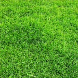 Газонная трава Универсальная DLF Trifolium (Дания) от 100 г, Фасовка: Проф упаковка 1 кг | Agriks