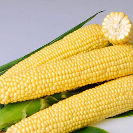 Семена кукурузы Джиа F1 Hazera 5 000 шт | Agriks