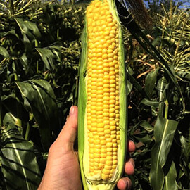 Семена кукурузы сахарной СВ 1446 F1 Seminis 5 000 шт | Agriks