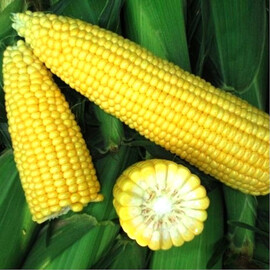 Семена кукурузы сахарной СВ 1514 F1 Seminis 5 000 шт | Agriks