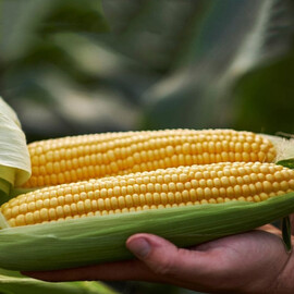 Насіння кукурудзи цукрової Світстар F1 Syngenta 100 000 шт, Фасовка: Середня упаковка 50 г | Agriks