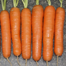 Насіння моркви Нантес Скарлет United Genetics 500 г, Фасовка: Проф упаковка 10 г | Agriks