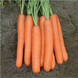 Насіння моркви Нантес Тіп Топ United Genetics 500 г, Фасовка: Проф упаковка 10 г | Agriks