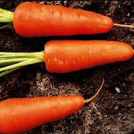 Семена моркови Шантане Ред Кор United Genetics 500 г, Фасовка: Проф упаковка 10 г | Agriks
