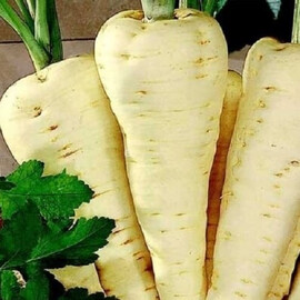 Насіння пастернаку Петрик Satimex 500 г, Фасовка: Міні упаковка 2 г | Agriks