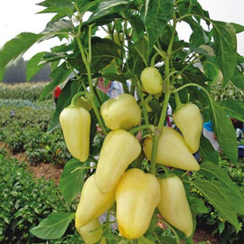 Семена перца Белозерка 0,5 гр (Украина), Фасовка: Проф упаковка 10 г | Agriks