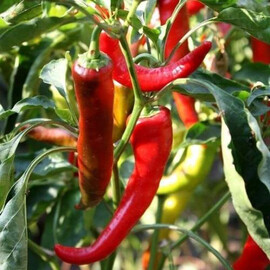 Насіння гіркого перцю Козій ріг 0,5 гр (Hortus), Фасовка: Проф упаковка 10 г | Agriks
