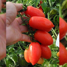 Насіння томату детермінантного Брісколіно F1 United Genetics від 10 шт, Фасовка: Середня упаковка 100 шт | Agriks