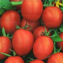 Семена томата детерминантного Немадор Sais от 10 г, Фасовка: Проф упаковка 10 г | Agriks