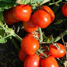 Насіння томату детермінантного Уно Россо F1 United Genetics 1 000 шт, Фасовка: Проф упаковка 100 шт | Agriks