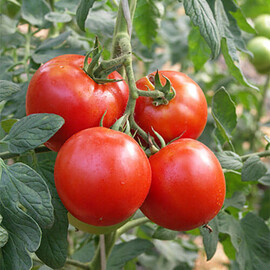 Насіння томату індетермінантного Президент II F1 Seminis від 10 шт, Фасовка: Проф упаковка 250 шт | Agriks
