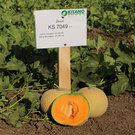 КС 7049 F1 Kitano Seeds семена дыни, Фасовка: Мини упаковка 100 шт | Agriks