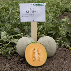 Севинта F1 (КС 7084 F1) Kitano Seeds семена дыни, Фасовка: Проф упаковка 100 шт | Agriks