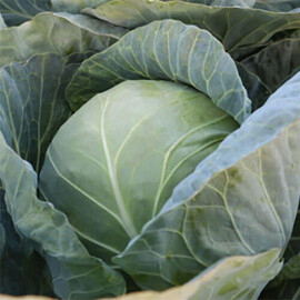 Коматі F1 (КС 15) Kitano Seeds насіння капусти б/г, Фасовка: Проф упаковка 2 500 шт | Agriks