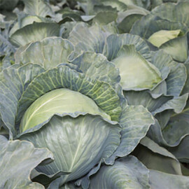Аксона F1 (КС 29) Kitano Seeds насіння капусти б/г, Фасовка: Проф упаковка 2 500 шт | Agriks