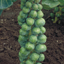 Семена капусты брюссельская Абакус F1 Syngenta от 20 шт, Фасовка: Мини упаковка 20 шт | Agriks