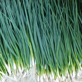 Насіння цибулі на перо Вулкан Kitano Seeds від 3 г, Фасовка: Проф упаковка 100 г | Agriks