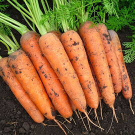 Насіння моркви Балтімор F1 Bejo від 100 000 шт (1,6-1,8), Фасовка: Проф упаковка 100 000 шт (1,8 - 2,0) | Agriks