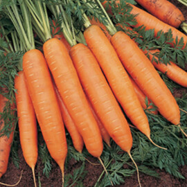Семена моркови Бангор F1 Bejo от 100 000 шт (1,6-1,8), Фасовка: Проф упаковка 100 000 шт (1,8 - 2,0) | Agriks